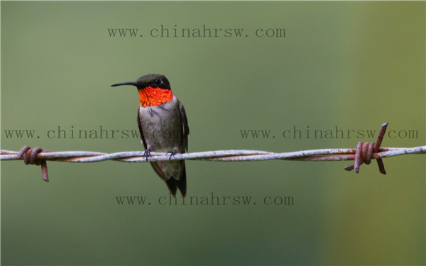 鐵蒺藜.jpg 鐵蒺藜.jpg