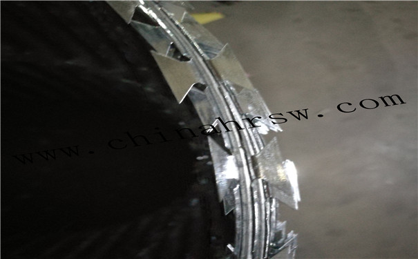 刀片狀鐵蒺藜 刀片狀鐵蒺藜